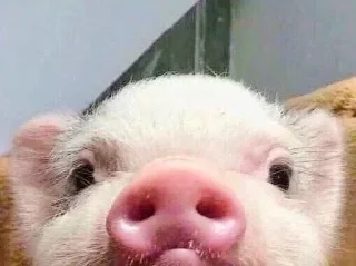 🐽 emoji Любимые стикеры Адельсон Telegram sticker 12 of 119