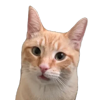🌟 emoji Nala stickers Telegram sticker 10 of 14