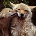 😃 emoji Coyote faces Telegram sticker 6 of 18