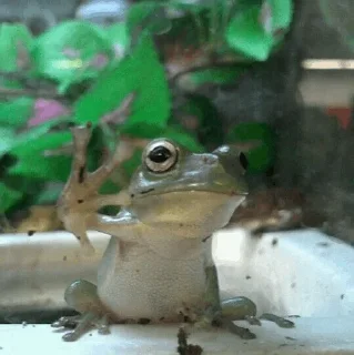 🐸 emoji -Frog🐸 [@BIueDaisy] Telegram sticker 7 of 50
