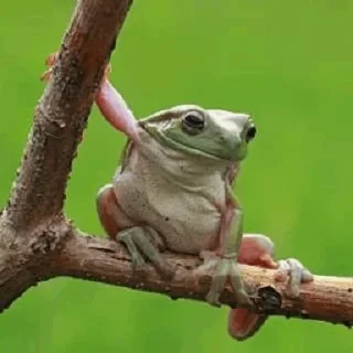 🐸 emoji -Frog🐸 [@BIueDaisy] Telegram sticker 23 of 50