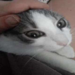 😨 emoji Яналисы лучши Telegram sticker 21 of 80