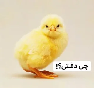 Sticker from So🌸asl🐣