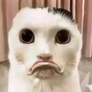 ☹️ emoji Cats by @ImmuneFOMOme Telegram sticker 5 of 73