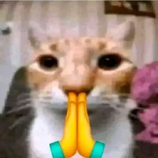 🙏 emoji Cats by @ImmuneFOMOme Telegram sticker 13 of 73