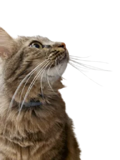 👀 emoji Chupa Telegram sticker 18 of 35
