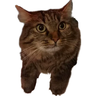 🤨 emoji Chupa Telegram sticker 19 of 35