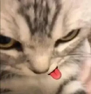 Sticker from Whatever