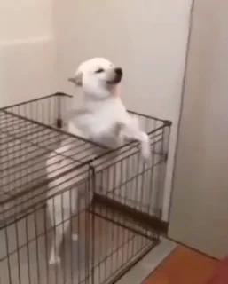 🐕 emoji Shitpost Ita GIF - @safesticker Telegram sticker 23 of 24