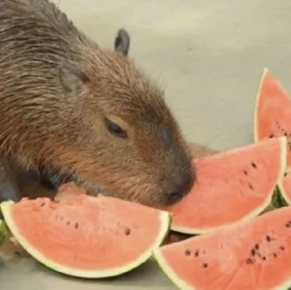 🍉 emoji Femboy Capybaras Telegram sticker 9 of 48