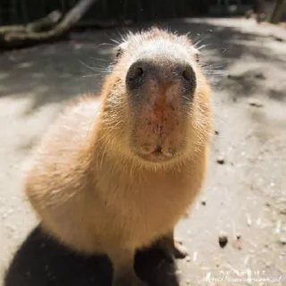 👃 emoji Femboy Capybaras Telegram sticker 21 of 48