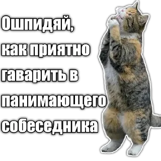 Sticker from Cats police