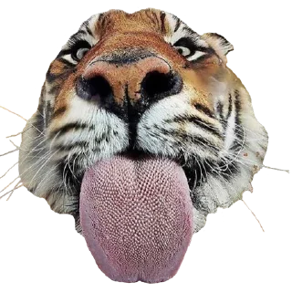 Sticker from Tigers yiff stickers