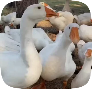 🌟 emoji duck and otters Telegram sticker 16 of 42