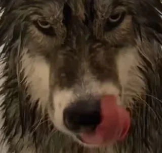 👅 emoji Retarded shit Telegram sticker 13 of 34