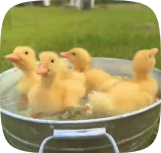 🌟 emoji duck and otters Telegram sticker 6 of 42