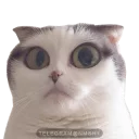 😳 emoji Emoji Telegram sticker 14 of 78