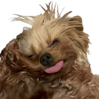 😛 emoji Jevi moment Telegram sticker 13 of 54