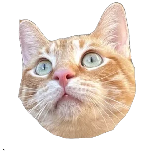 🌟 emoji Nala stickers Telegram sticker 14 of 14