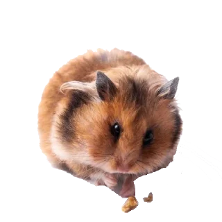 🐹 emoji Хомяки Telegram sticker 11 of 30