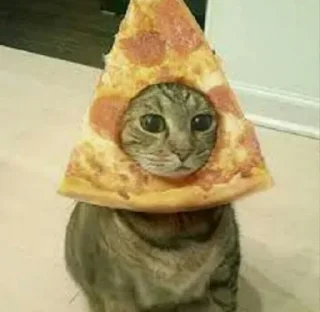 🍕 emoji (cats&dogs)BASHAR.MO! Telegram sticker 19 of 56