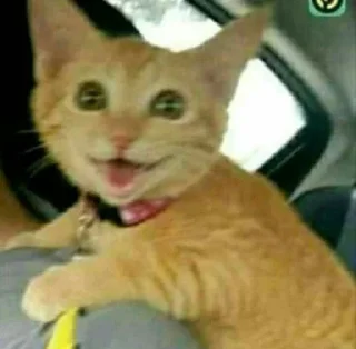 😆 emoji (cats&dogs)BASHAR.MO! Telegram sticker 18 of 56