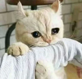 😭 emoji (cats&dogs)BASHAR.MO! Telegram sticker 11 of 56