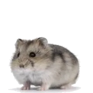 🐹 emoji Хомяки Telegram sticker 6 of 30