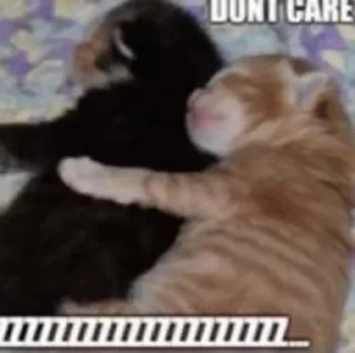 😐 emoji cats Telegram sticker 22 of 70