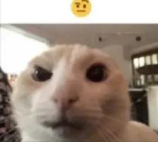 🤨 emoji cats Telegram sticker 10 of 70