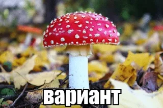🌿 emoji Мшистые мхи в лесу Telegram sticker 18 of 57