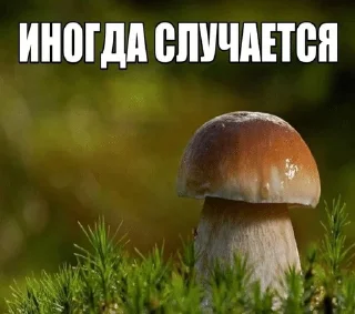 🌿 emoji Мшистые мхи в лесу Telegram sticker 11 of 57