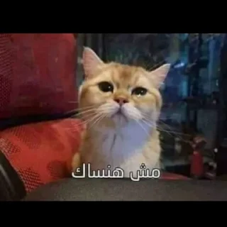 🥺 emoji The King <@HossamHamdi Telegram sticker 16 of 51