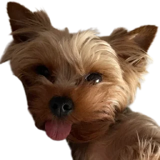 🐶 emoji Jevi moment Telegram sticker 20 of 54