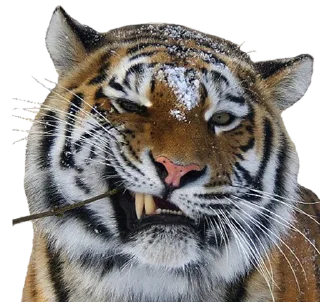 Sticker from Tigers yiff stickers