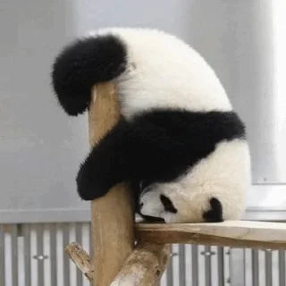 🐼 emoji 𝓑𝔂" @LollyGif|@LollySticker "🐼🤍 Telegram sticker 8 of 38