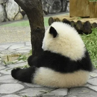 🐼 emoji 𝓑𝔂" @LollyGif|@LollySticker "🐼🤍 Telegram sticker 13 of 38