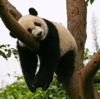 🐼 emoji 𝓑𝔂" @LollyGif|@LollySticker "🐼🤍 Telegram sticker 16 of 38