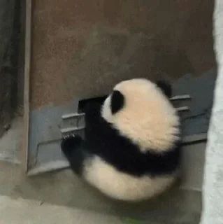 🐼 emoji 𝓑𝔂" @LollyGif|@LollySticker "🐼🤍 Telegram sticker 19 of 38