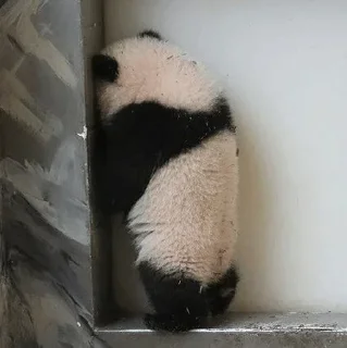 🐼 emoji 𝓑𝔂" @LollyGif|@LollySticker "🐼🤍 Telegram sticker 7 of 38