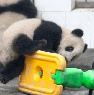 🐼 emoji 𝓑𝔂" @LollyGif|@LollySticker "🐼🤍 Telegram sticker 22 of 38
