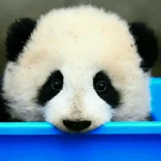 🐼 emoji 𝓑𝔂" @LollyGif|@LollySticker "🐼🤍 Telegram sticker 23 of 38