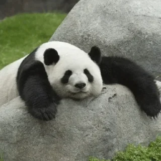 🐼 emoji 𝓑𝔂" @LollyGif|@LollySticker "🐼🤍 Telegram sticker 20 of 38