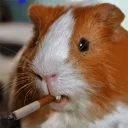 🚬 emoji Морские свинки Telegram sticker 3 of 39