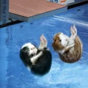 🏊‍♀️ emoji Морские свинки Telegram sticker 6 of 39