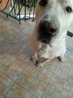 Sticker from 🦚 Inquisitive Peacock