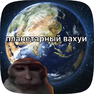 🇷🇴 emoji Обезьянки поны 11 Telegram sticker 20 of 27