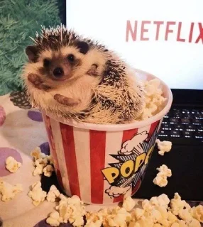 🍿 emoji Ёжики Telegram sticker 9 of 38
