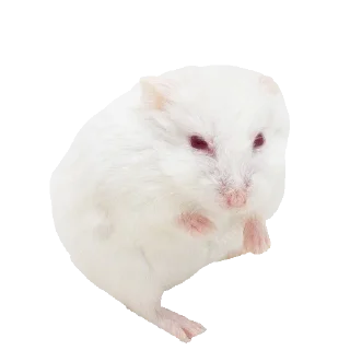 🐹 emoji Хомяки Telegram sticker 19 of 30