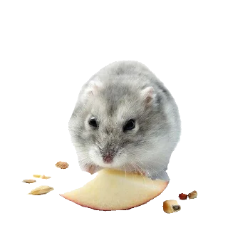 🐹 emoji Хомяки Telegram sticker 16 of 30